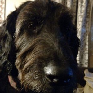 Meet your Posher, Craig